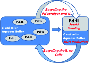 Graphical Abstract