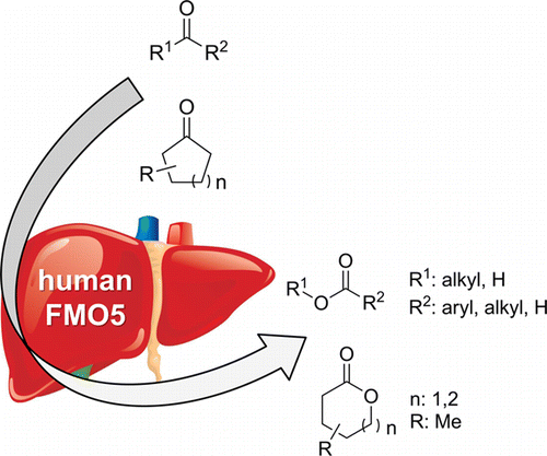 Graphical Abstract